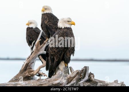 Trois aigles à tête blanche (Haliaeetus leucocephalus) perchés sur des débris de bois à Homer, en Alaska Banque D'Images