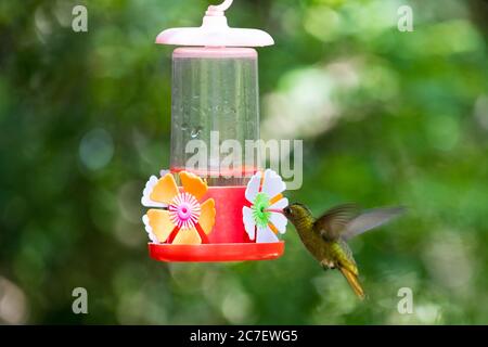 Hummingbird volant et boire de l'eau de sucre Banque D'Images