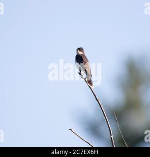 Kingbird de l'est sur un bout de branche avec fond bleu ciel Banque D'Images