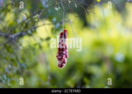 Morpho epistrophus argentinus (papillon de drapeau argentin) cateripllars dans la pampa argentine Banque D'Images