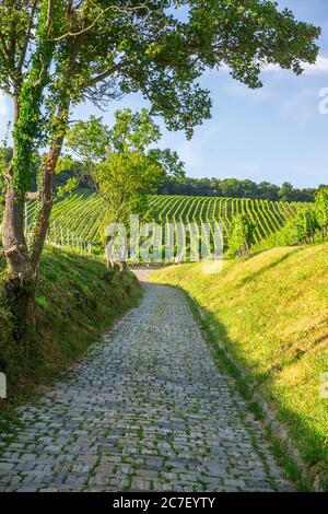 Les rangs de vignobles de la ville de Vienne Autriche dans la zone de Grinzing au nord Banque D'Images