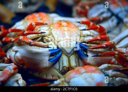 Crabes sur une vitrine . Fruits de mer sains Banque D'Images