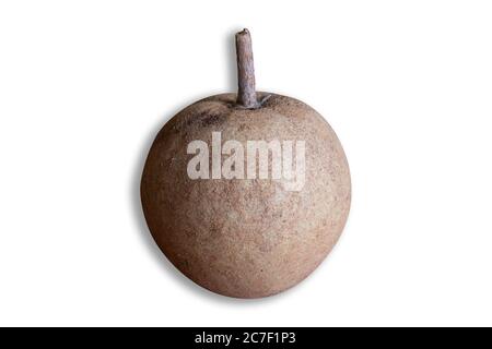 Fruit exotique de Sapotis isolé sur fond blanc Banque D'Images