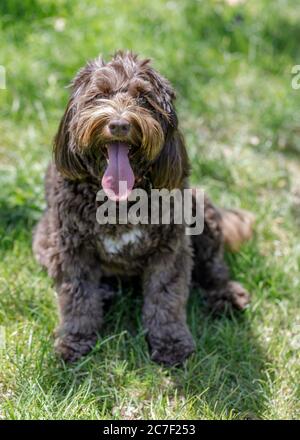 Race de Berger australien, Labrador et de poodle Cross (AKA Australian Labradoodle). Banque D'Images