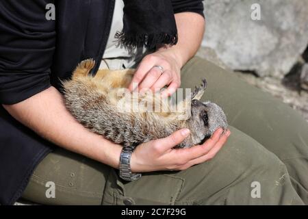 Un adorable jeune surut se frottant sur le ventre du gardien du zoo d'Auckland, en Nouvelle-Zélande Banque D'Images