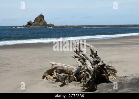 Plan horizontal d'un bois de grève sur une plage sur le Côte ouest de la Nouvelle-Zélande Banque D'Images