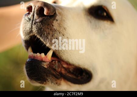 Gros plan horizontal d'un joli chien blanc vif dents sur un arrière-plan flou Banque D'Images