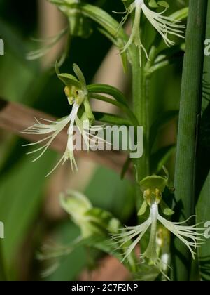 Platanthera lacera, une orchidée à franges dentelées, qui grandit dans une prairie indigène de l'Ohio, aux États-Unis Banque D'Images