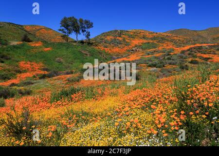 Walker Canyon, lac Elsinore, Californie, États-Unis Banque D'Images