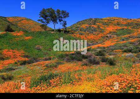 Walker Canyon, lac Elsinore, Californie, États-Unis Banque D'Images
