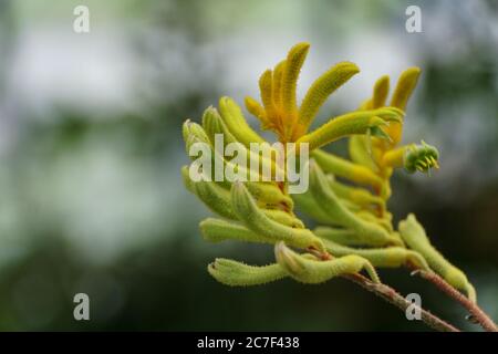 Petites fleurs de Kangaroo-Paws 'Big Roo Yellow' Banque D'Images