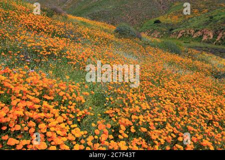 Poppies, Walker Canyon, Lake Elsinore, Riverside County, Californie, États-Unis Banque D'Images