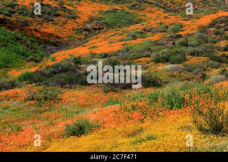 Walker Canyon, Lake Elsinore, Riverside County, Californie, États-Unis Banque D'Images