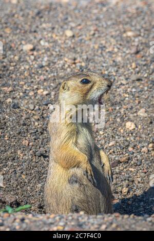 La femelle Gunnison’s Prairie Dog (Cynomys gunnisoni) est en alerte lorsqu’elle appelle les autres dans sa coterie à propos d’un danger possible. Monument Colorado USA. Banque D'Images