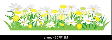 Pissenlits jaunes et pâquerettes blanches. Illustration vectorielle isolée. Fleurs sauvages de prairie. Style de dessin animé... Herbe de printemps et fleurs. Image d'arrière-plan. Illustration de Vecteur