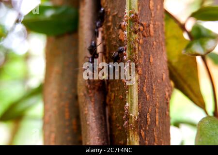 gros plan des fourmis noirs sur le tronc d'arbre à la recherche de nourriture de petits insectes Banque D'Images