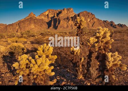 Montagnes Kofa dans le désert de Sonoran, la Cholla de teddybear en premier plan, Palm Canyon ouvrant au centre, coucher de soleil, refuge national de faune de Kofa, Arizona, États-Unis Banque D'Images