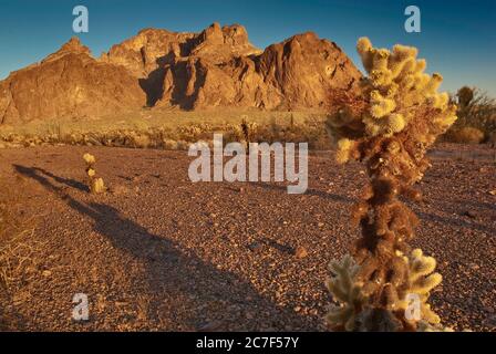 Montagnes Kofa dans le désert de Sonoran, la Cholla de teddybear en premier plan, Palm Canyon ouvrant au centre, coucher de soleil, refuge national de faune de Kofa, Arizona, États-Unis Banque D'Images