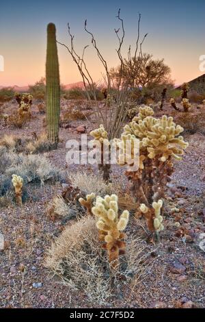 Lever du soleil en hiver au désert de Sonoran près de Palm Canyon, à la réserve naturelle nationale de Kofa, Arizona, États-Unis Banque D'Images