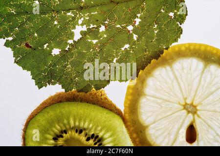 Gros plan d'une feuille près d'un kiwi tranché et citron vert sur fond blanc Banque D'Images