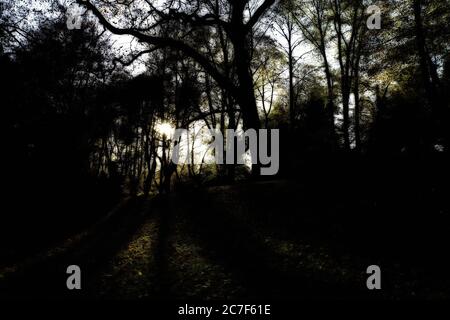 Silhouette d'arbres sur une colline herbeuse avec le soleil brillant à travers les branches Banque D'Images