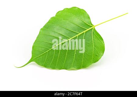 Feuille de figues sacrée (Ficus religiosa L. , arbre Pipal, arbre de Bohhi, arbre de Bo, Peepul ) sur fond blanc Banque D'Images