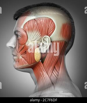 illustration médicale 3d de l'anatomie de la tête masculine pour l'éducation Banque D'Images