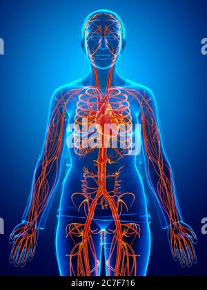 3d a rendu une illustration médicale précise du système circulatoire Banque D'Images