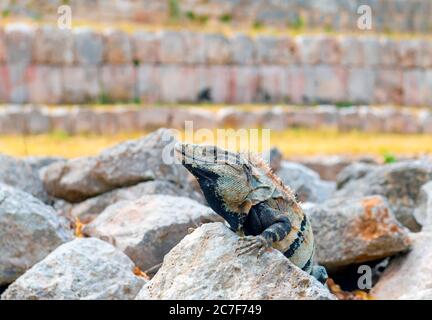 Portrait d'un Iguana mexicain à queue épineuse (Ctenosaura pectinata) dans les ruines mayas d'Uxmal, Yucatan, Mexique. Banque D'Images