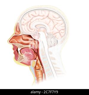 Illustration médicale précise de la trachée et de l'anatomie de l'œsophage mâles, rendue en 3d Banque D'Images