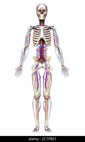 3d a rendu une illustration médicale précise du système circulatoire et squelette Banque D'Images