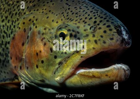 Truite arc-en-ciel (Oncorhynchus mykiss), portrait, Badersee, Bavière, Allemagne Banque D'Images