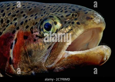 Truite arc-en-ciel (Oncorhynchus mykiss), portrait, Badersee, Bavière, Allemagne Banque D'Images