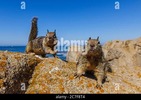 Écureuils terrestres de Californie (Spermophilus beecheyi) sur la roche, péninsule de Monterey, Californie Banque D'Images