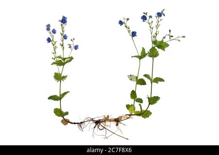 Slender speedwell (Veronica filiformis) sur fond blanc, Allemagne Banque D'Images