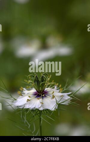 Love-dans-un-mist (Nigella damascena) blossom, Bavière, Allemagne Banque D'Images