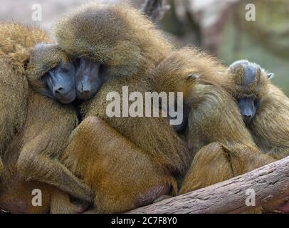 Plusieurs babouin de Guinée aussi ou (Papio papio), dormir à proximité, Zoo de Nuremberg, moyenne-Franconie, Bavière, Allemagne Banque D'Images