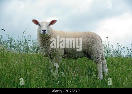 Des moutons domestiques non rasés (Ovis gmelini aries) se trouvent dans la haute herbe d'une digue, Schleswig-Holstein, Allemagne Banque D'Images