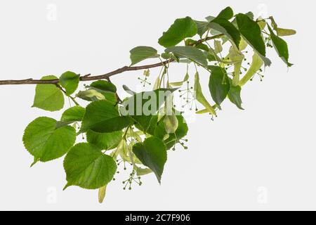 Feuilles et fruits d'un linden à gros feuilles (Tilia platyphyllos) sur fond blanc, Allemagne Banque D'Images