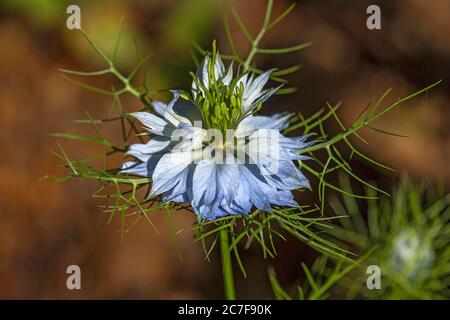 Love-dans-un-mist (Nigella damascena) blossom, Bavière, Allemagne Banque D'Images