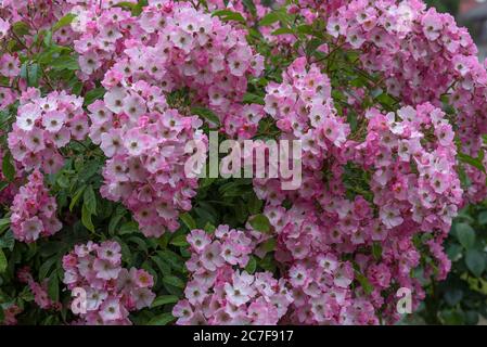 Rose Maria Lisa (Rosa Multiflora-Hybride), Bavière, Allemagne Banque D'Images