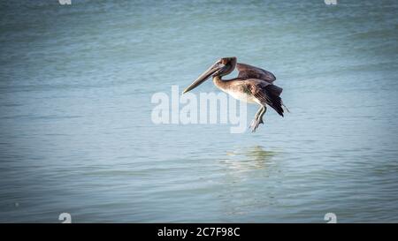 Les terres de Brown Pelican (Pelecanus occidentalis) à la surface de l'eau, Crystal River, Floride, États-Unis Banque D'Images