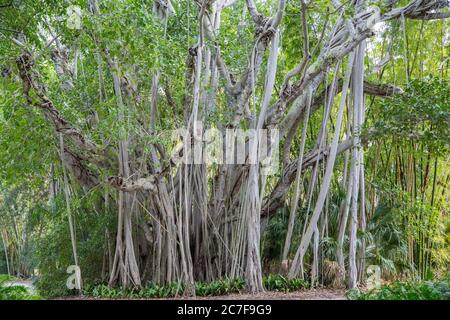 Banyan Tree (Ficus benghalensis), racines aériennes, Garden of the Ringling Museum, Sarasota, Floride, États-Unis Banque D'Images