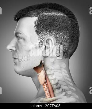 3d a rendu une illustration médicale précise de l'anatomie du larynx mâle Banque D'Images