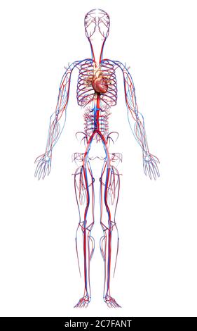 3d a rendu une illustration médicale précise du système circulatoire Banque D'Images