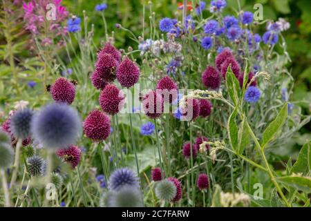 Le brun violet pilon à fleurs de pilons ou Allium sphaerocephalon vu avec d'autres plantes à fleurs d'été dans le jardin en juillet. Banque D'Images