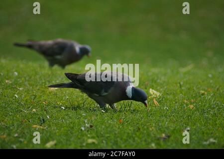 paire de pigeons de bois se nourrissant sur l'herbe dans le parc local Banque D'Images