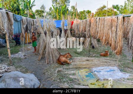 Bogura, Bangladesh. 16 juillet 2020. Les habitants s'abritent dans des endroits élevés avec leur bétail à Sariakandi à Bogura.plus de quatre millions de personnes sont touchées par les inondations de la mousson au Bangladesh, un tiers du pays étant déjà sous l'eau après certaines des pluies les plus abondantes depuis une décennie, ont déclaré les responsables. Crédit : SOPA Images Limited/Alamy Live News Banque D'Images