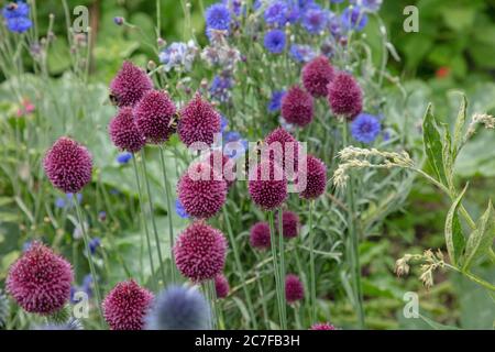 Le brun violet pilon à fleurs de pilons ou Allium sphaerocephalon vu avec d'autres plantes à fleurs d'été dans le jardin en juillet. Banque D'Images