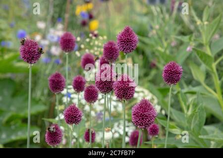 Le brun violet pilon à fleurs de pilons ou Allium sphaerocephalon vu avec d'autres plantes à fleurs d'été dans le jardin en juillet. Banque D'Images